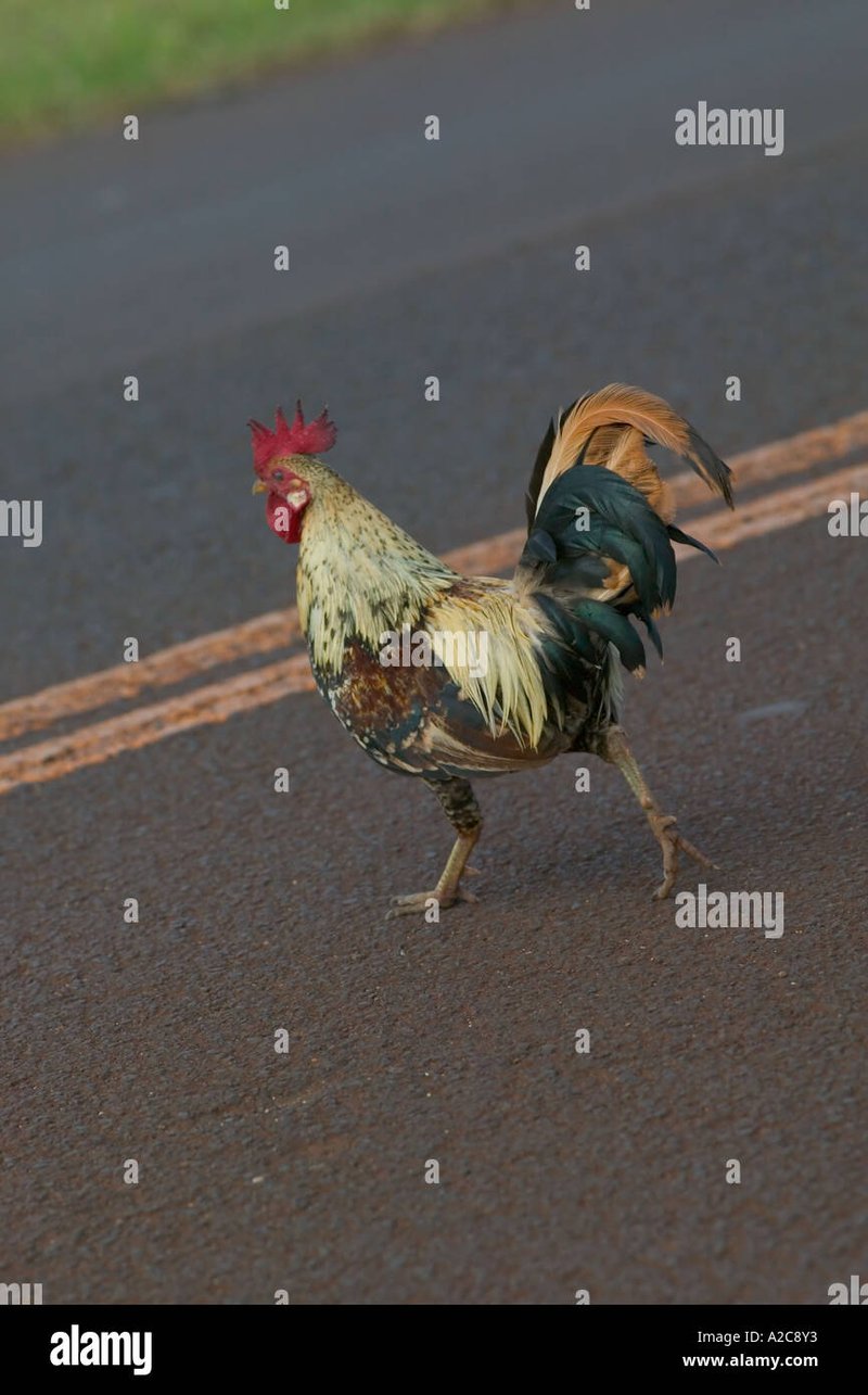 Descubre el emocionante mundo del Juego Chicken Road en España in Spain
